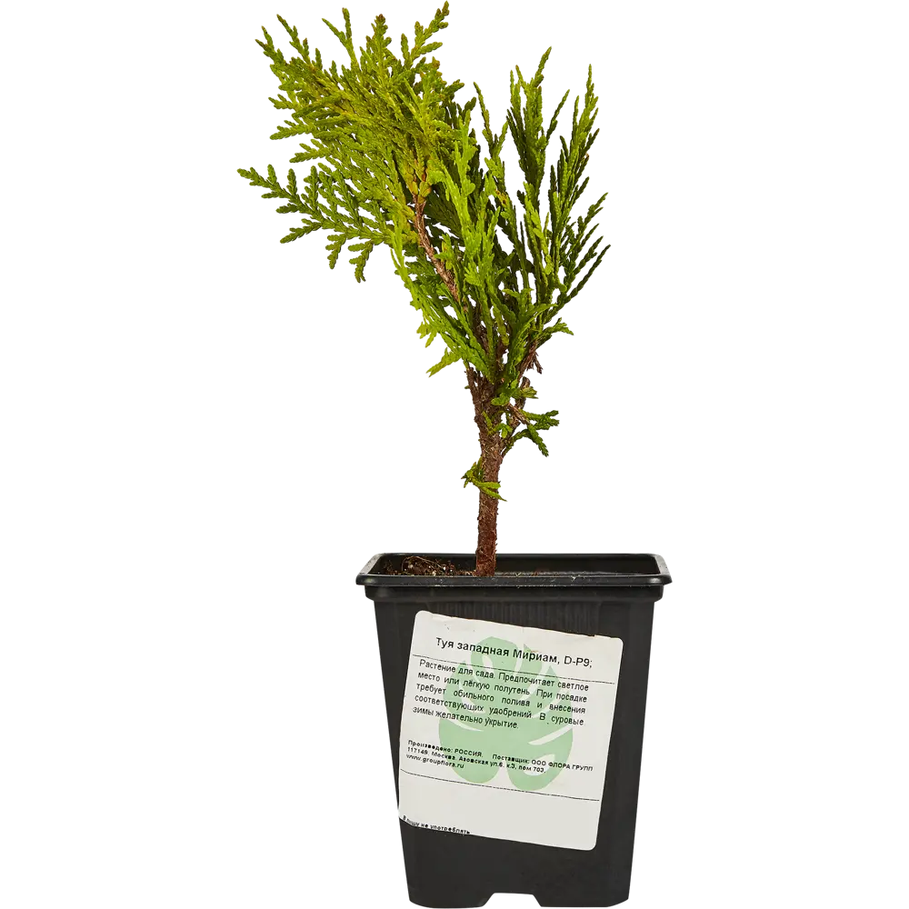 Santreyd Туя западная Мириам - золотистый шар для сада 87718584 STLM-0075292 - Вид №1