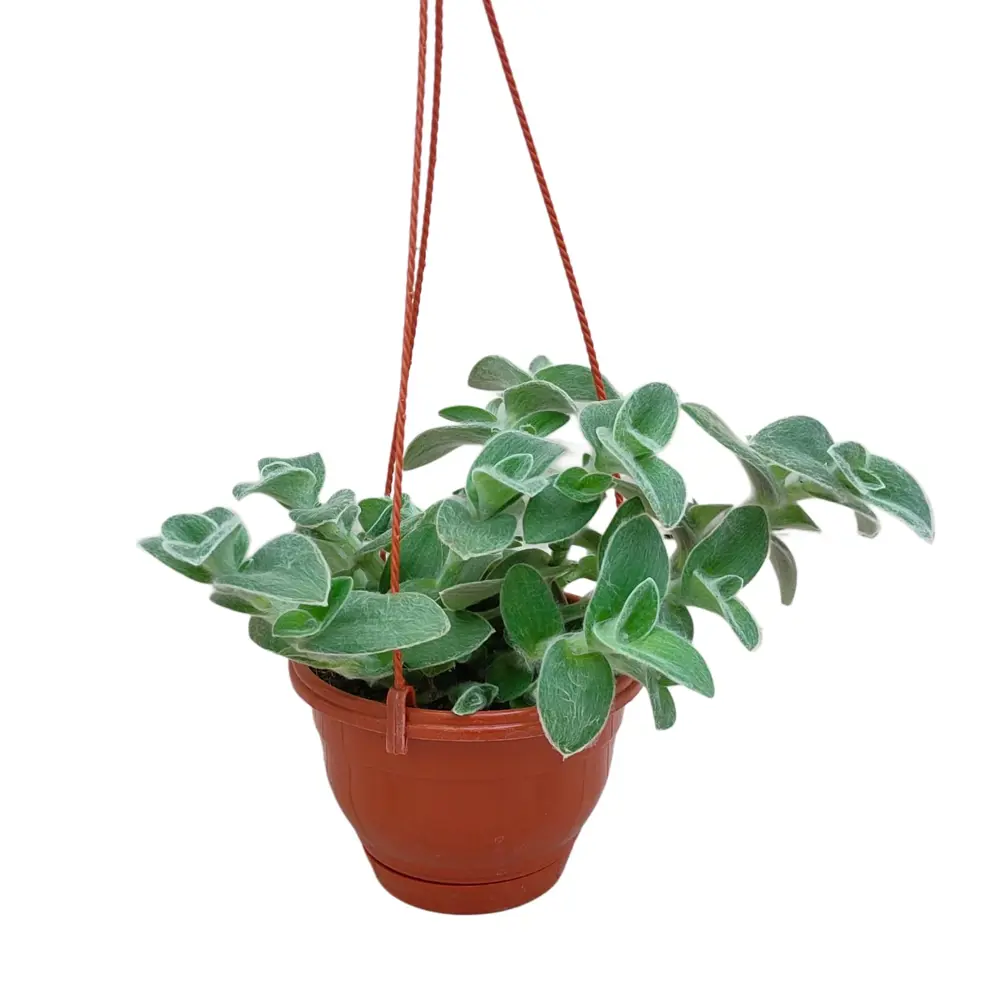 Традесканция Силламонтана в горшке ø15 см 89436441 Santreyd STLM-1585244