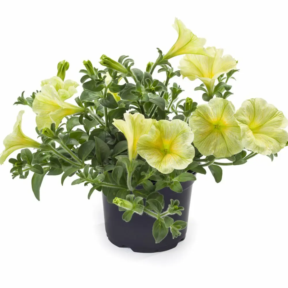 Петуния ампельная ø10 h20 см 83248423 STLM-2022113 Santreyd 