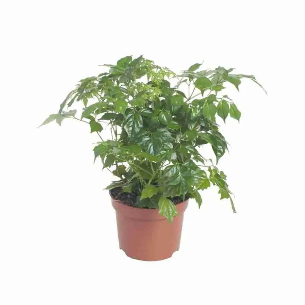 Santreyd Радермахера Дэниэл — тропическое украшение интерьера 89394842 STLM-1395905