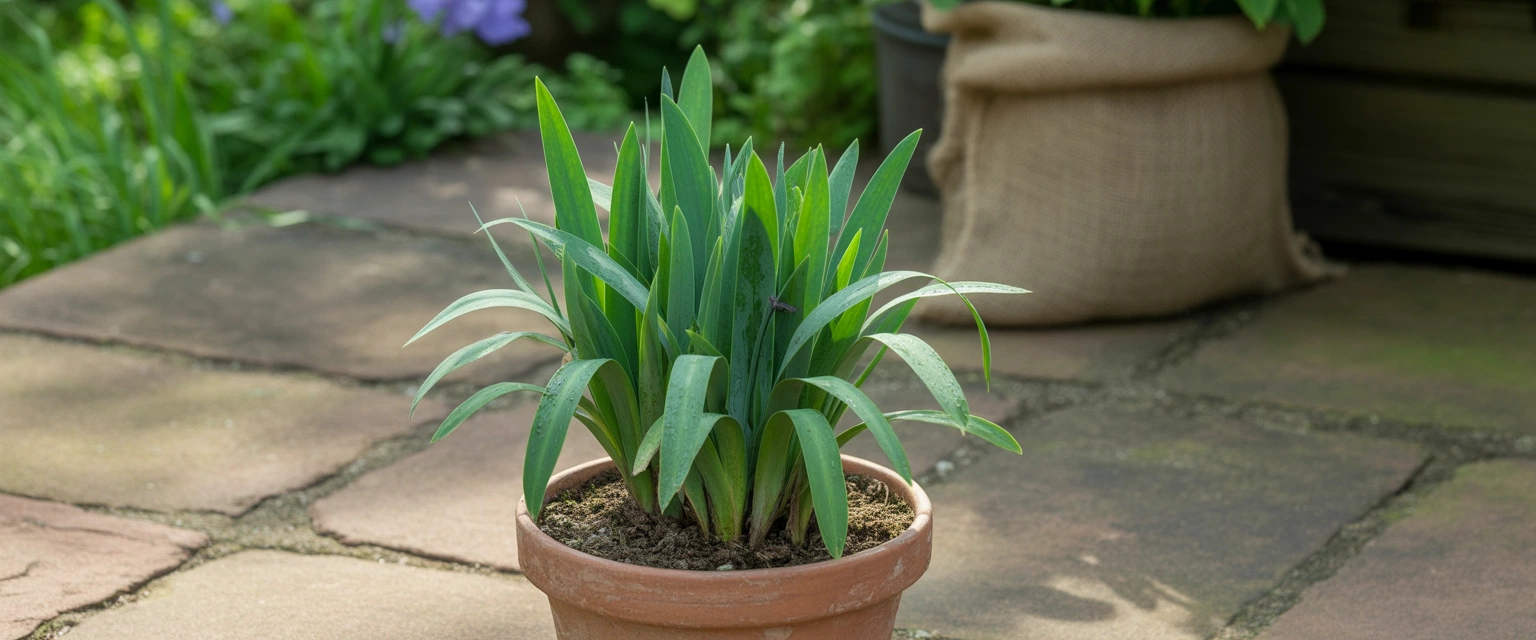 Саженцы Ириса - Баннер категории